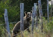 Una osa pasea con sus tres oseznos por Sosas de Laciana