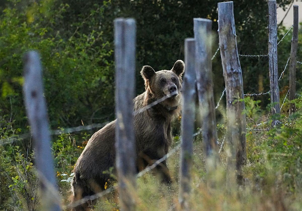 Una osa radiomarcada en Villar de Santiago, Villablino.