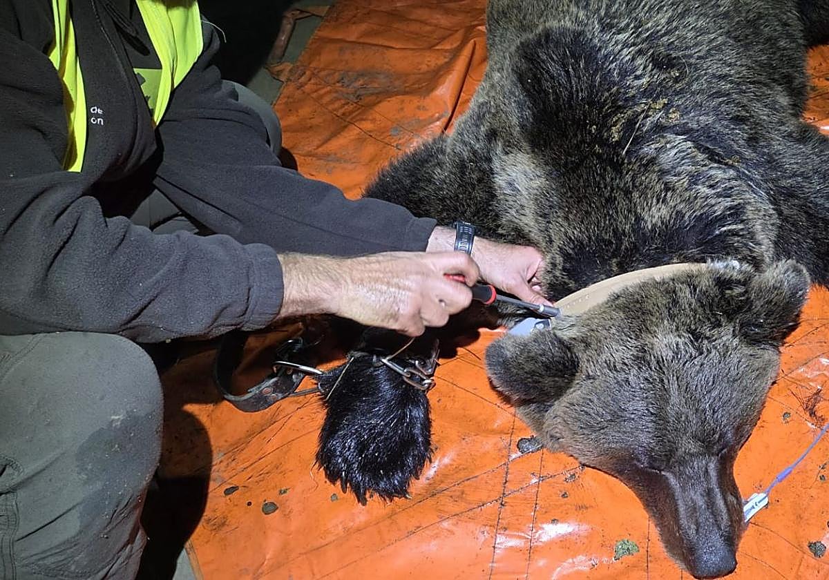 Captura de los ejemplares de oso y monitorización.