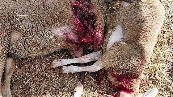 La presencia del oso ya supone «un problema mayor» que el lobo en León