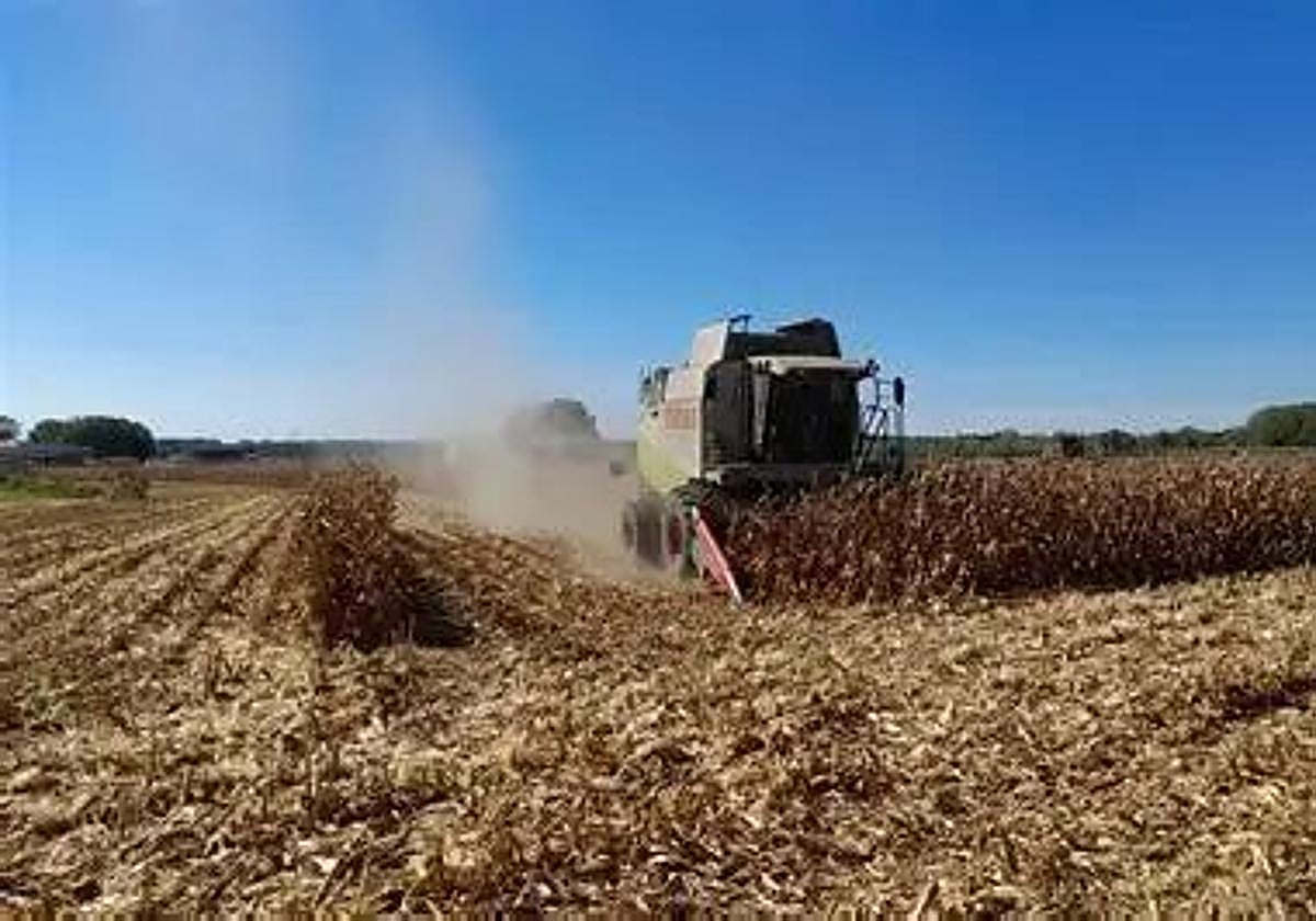 Imagen de archivo de una cosechadora.