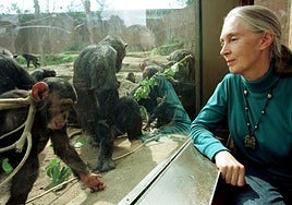 Jane Goodall.