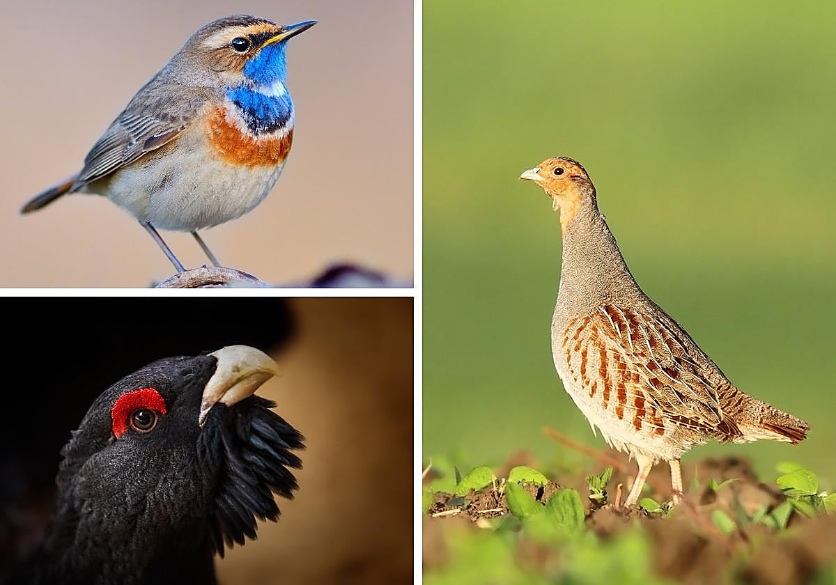 Las tres especies amenazadas afectados por los incendios.