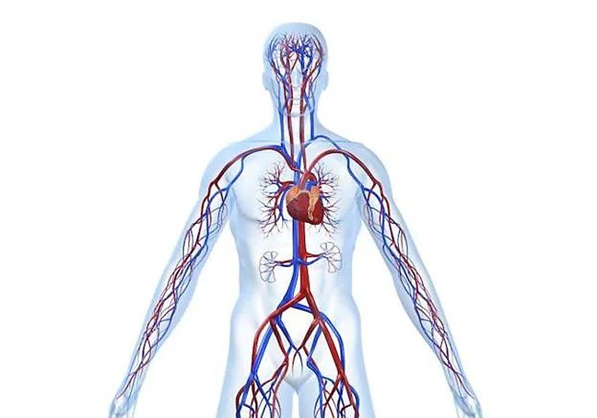Sistema circulatorio.