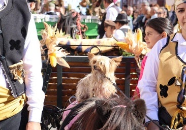 Carros y ganado se visten de fiesta en San Froilán