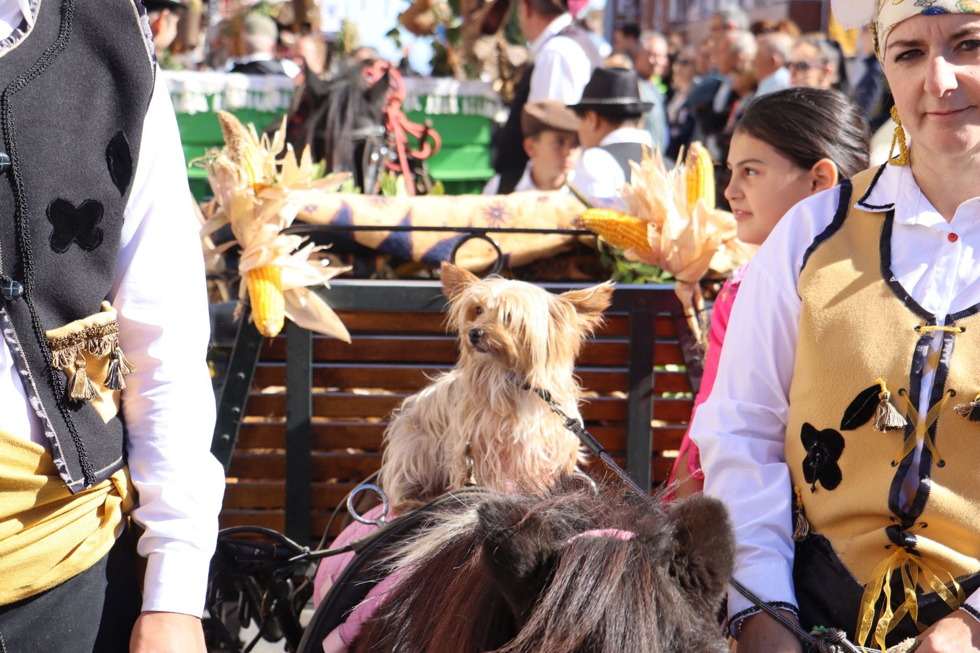 Carros y ganado se visten de fiesta en San Froilán
