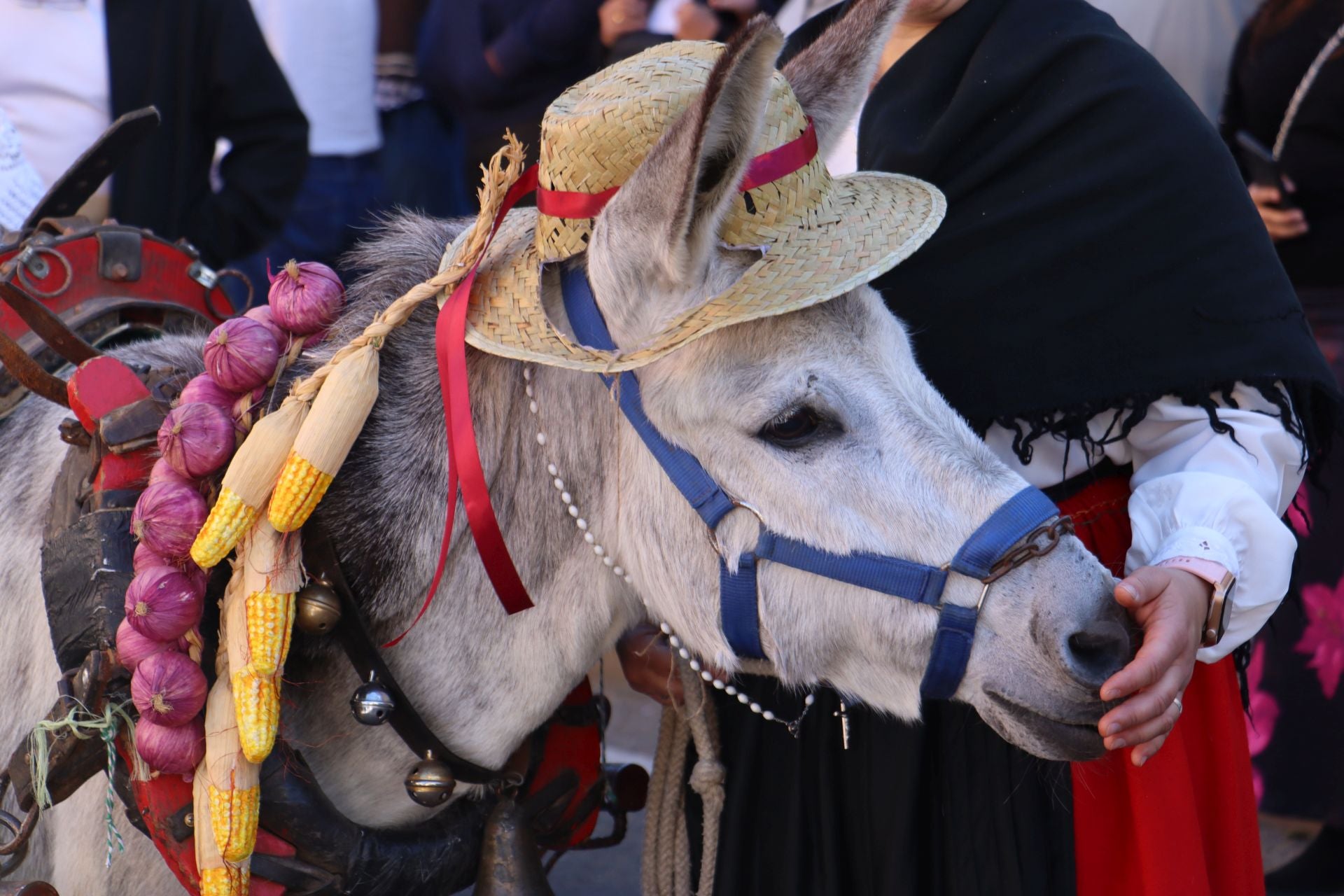 Carros y ganado se visten de fiesta en San Froilán
