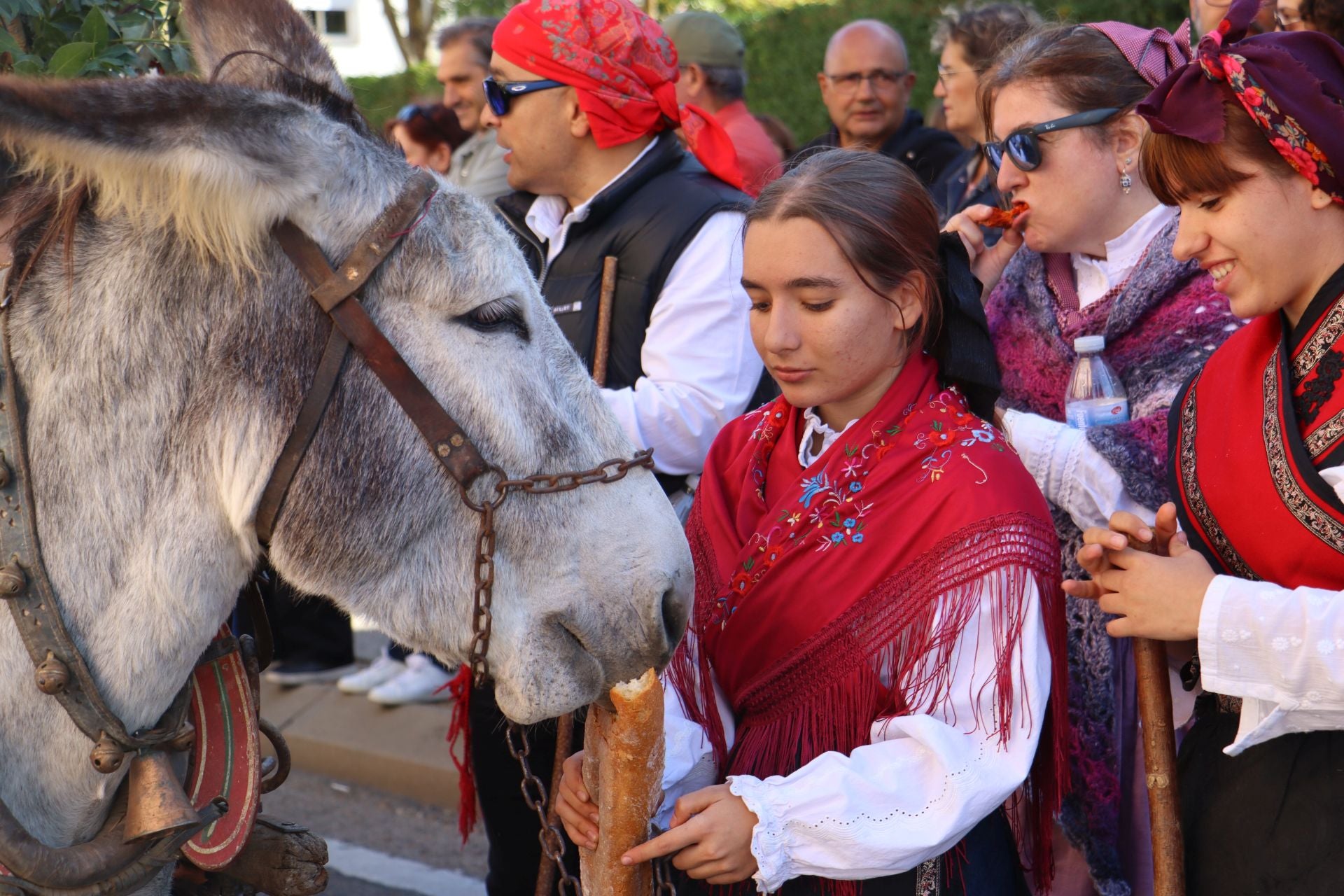 Carros y ganado se visten de fiesta en San Froilán