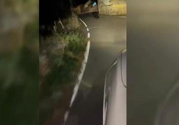 Vecinos de Babia denuncian la presencia de osos en el casco urbano: «Aquí no se vieron nunca»