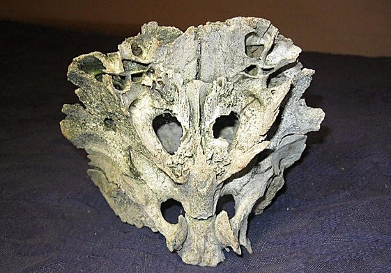 El cráneo hallado en Villar de Ciervos en el año 1998.