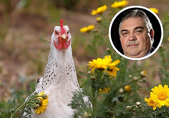 Una gallina en un campo y José Miguel Gil Sanz, presidente del Colegio de Veterinarios de Segovia.