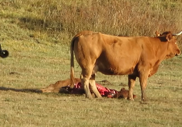 La emotiva despedida de una vaca a su ternera tras un ataque de lobos en León