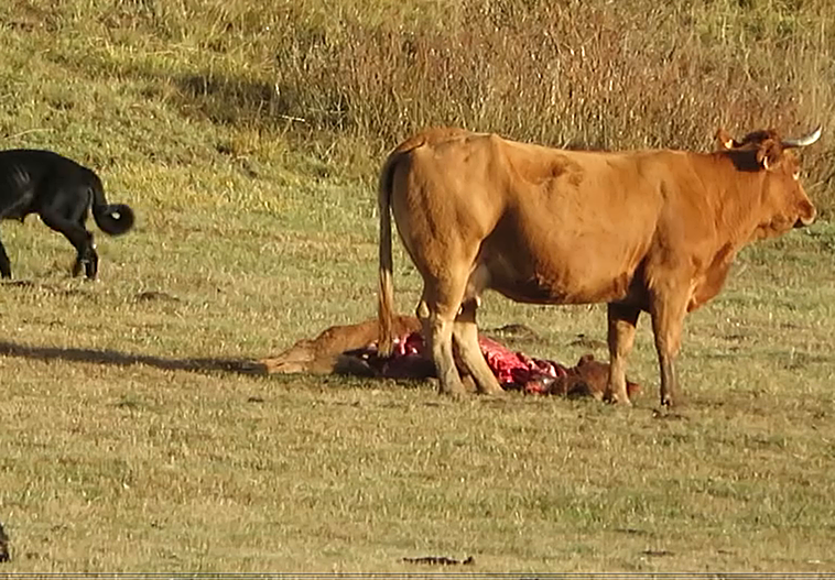 Imagen de la ternera.
