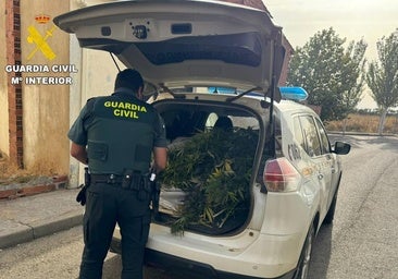 Detienen a un vecino de León cuando tenía «en el punto álgido» la recogida de marihuana