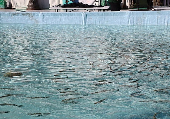 La piscina con truchas en la plaza Mayor de León la anterior edición.