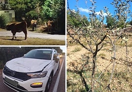 Las vacas, en el pueblo de Riofrío; un coche accidentado contra uno de estos animales; y un árbol destrozado después de servirlas de alimento.