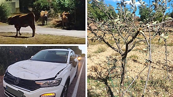 Unas vacas en un pueblo de León causan varios accidentes y arrasan con cultivos y huertas