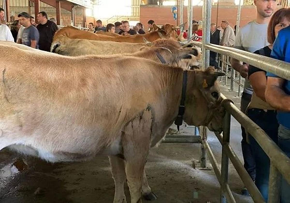 Imagen de archivo de cabezas de ganado en una feria.