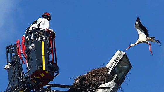 Los nidos de cigüeña, un peligro para los tendidos eléctricos en León