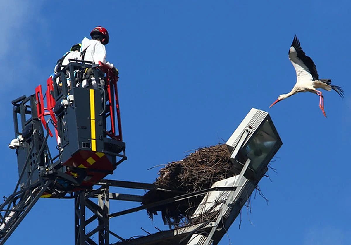 Imagen de archivo de una intervención en un nido.