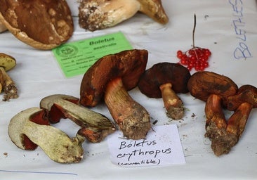 Los buscasetas se encomiendan al cielo para salvar una temporada «regular tirando a mala»