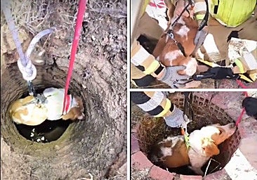 El emotivo rescate de Bomberos de León a una perra que cayó a un pozo: «Más buena no puede ser»