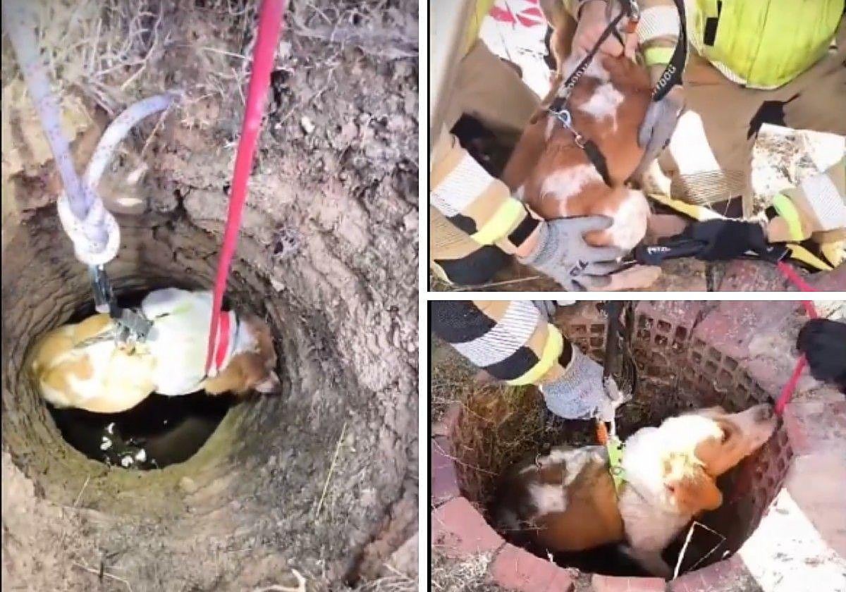 Rescate de la perra Zoe.