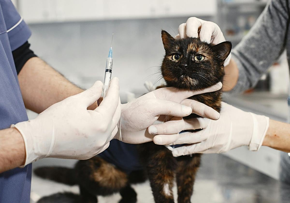 Un gato observa la aguja con la que va a ser tratado en una consulta veterinaria.