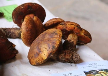 Conferencias, salidas a buscar setas y una gran exposición: León celebra su Semana Micológica