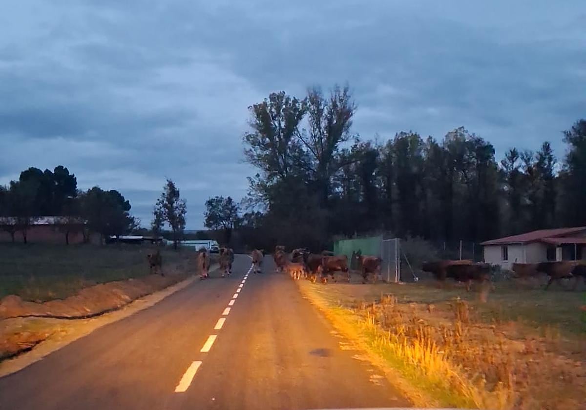 Las vacas de Amancio Gómez García cruzan una carretera en Riofrío.