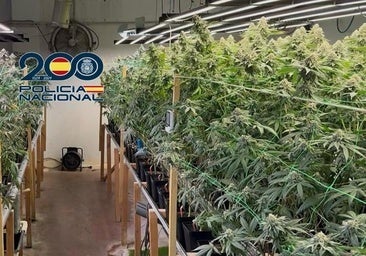 La Policía desmantela una instalación con 720 plantas de marihuana en Ponferrada