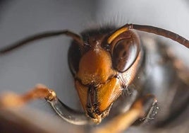 La Diputación destina 30.000 euros a la lucha y erradicación del avispón asiático