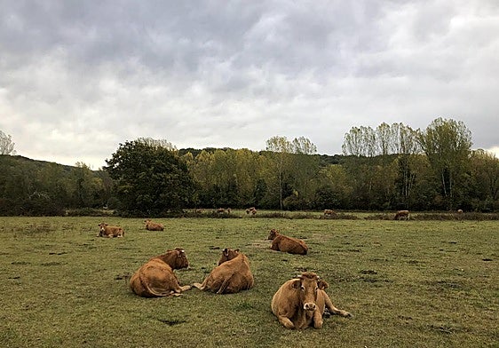 Vacas en un prado de Pedrún de Torío.