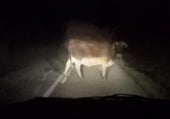 Vecinos de Riofrío: «Las vacas siguen cruzando la carretera y un día alguien se va a matar»