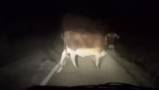 Los vecinos de Riofrío denuncian que «las vacas siguen cruzando la carretera y un día alguien se va a matar»