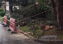 Árbol caído en La Bañeza.