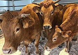 Gando en una imagen de archivo.