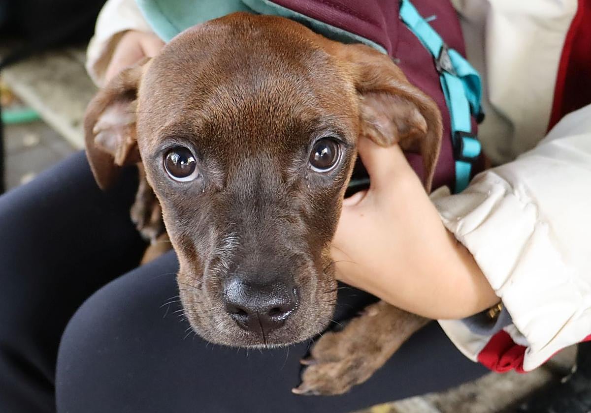 Buscan un hogar para Kosa, la cachorra abandonada y encerrada 17 horas en León