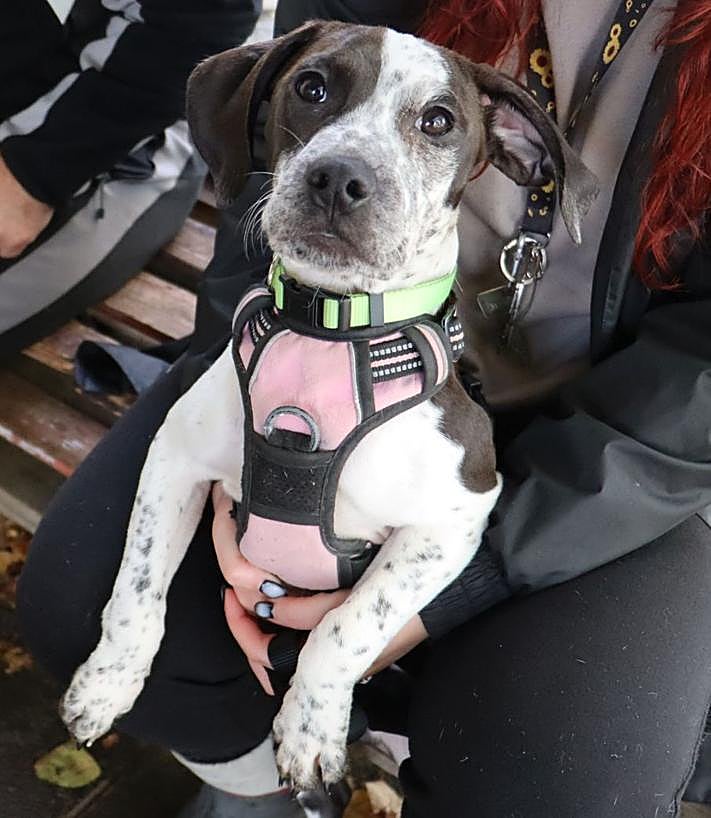 Imagen secundaria 2 - Imágenes de los cachorros abandonados.