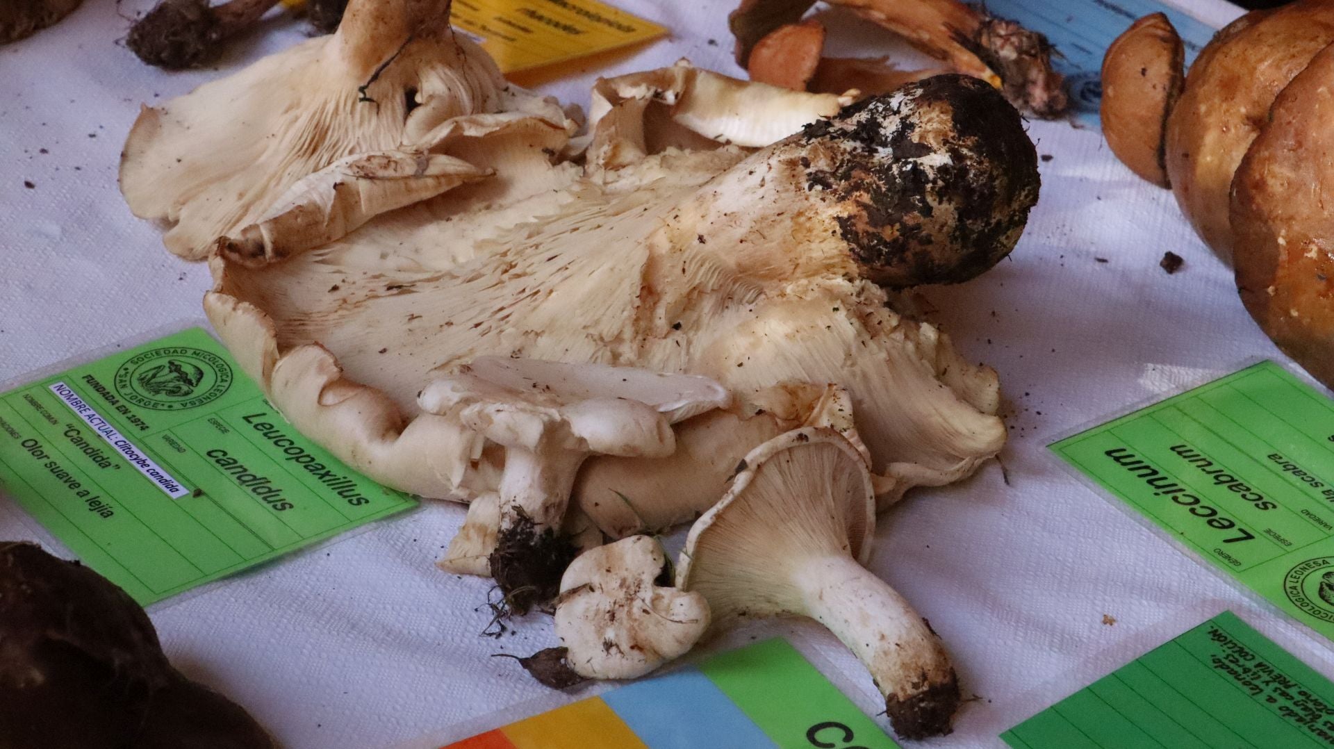 Imágenes de la Exposición Micológica de León