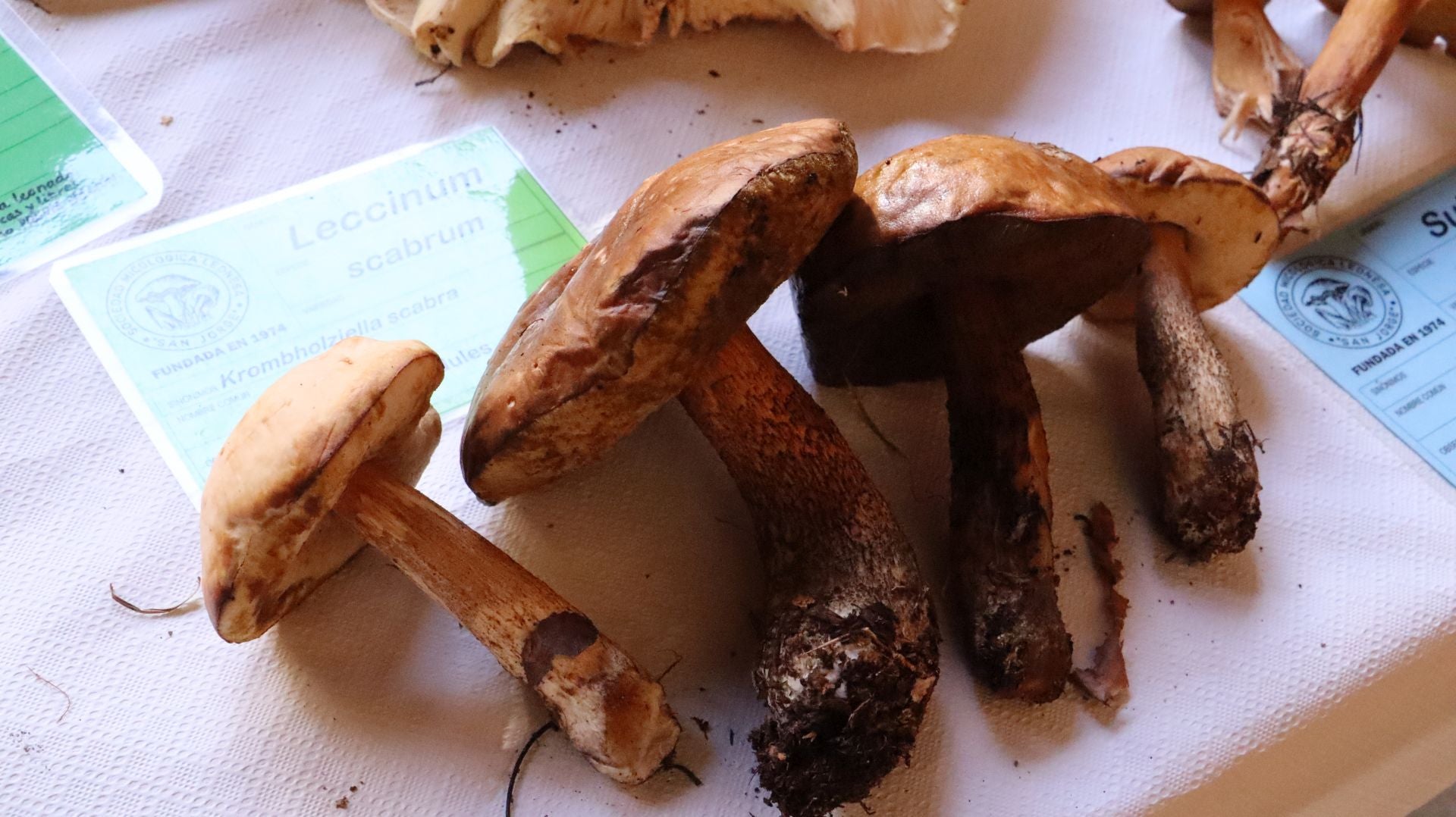 Imágenes de la Exposición Micológica de León