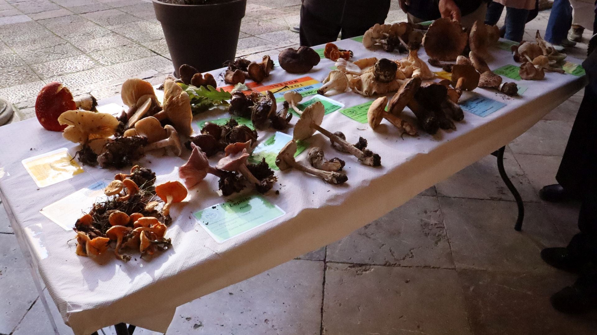 Imágenes de la Exposición Micológica de León