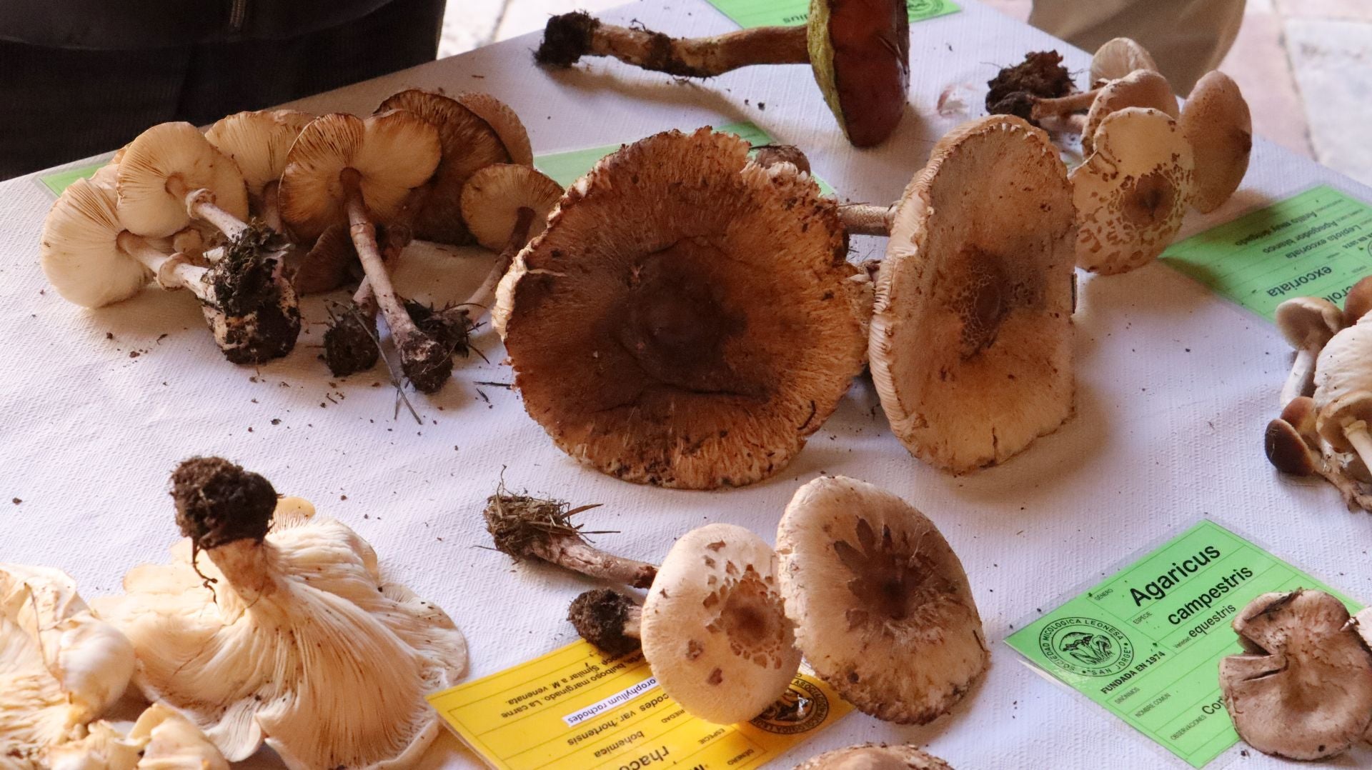 Imágenes de la Exposición Micológica de León