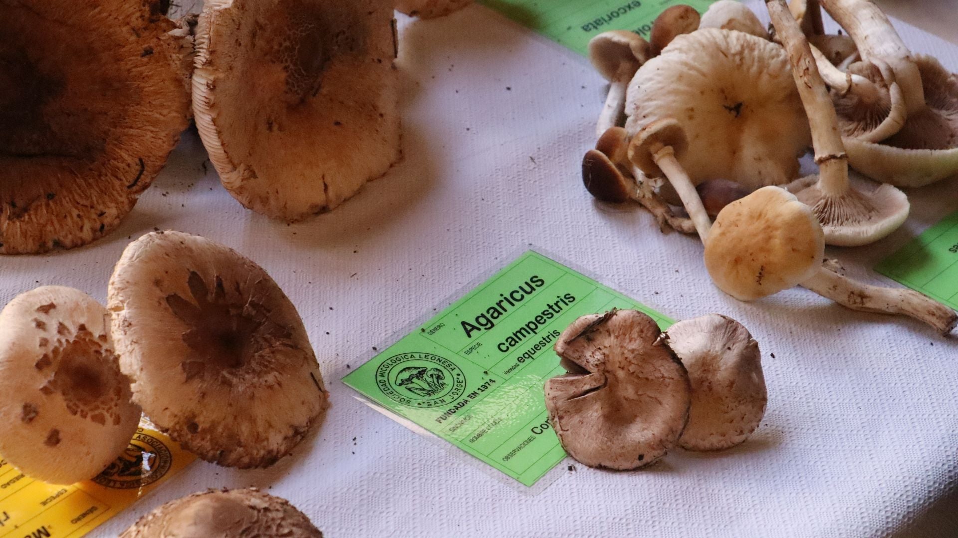 Imágenes de la Exposición Micológica de León