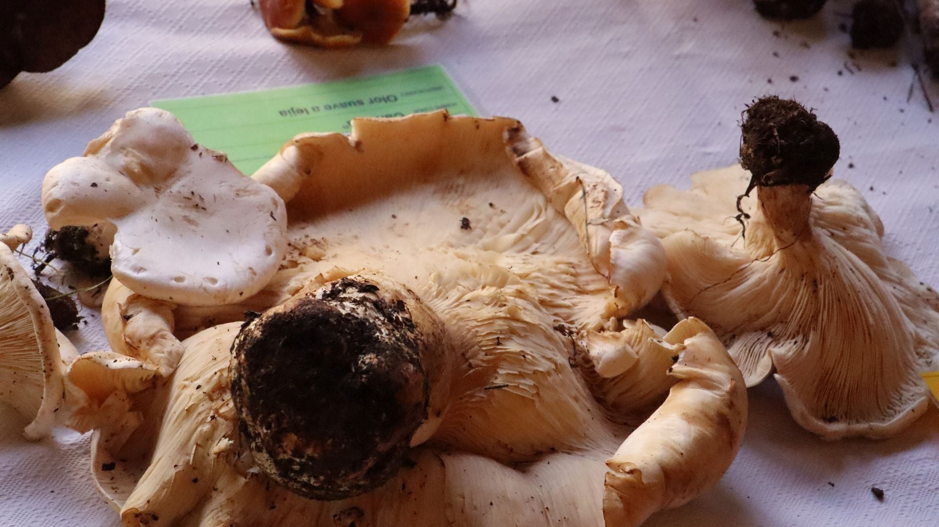 Imágenes de la Exposición Micológica de León