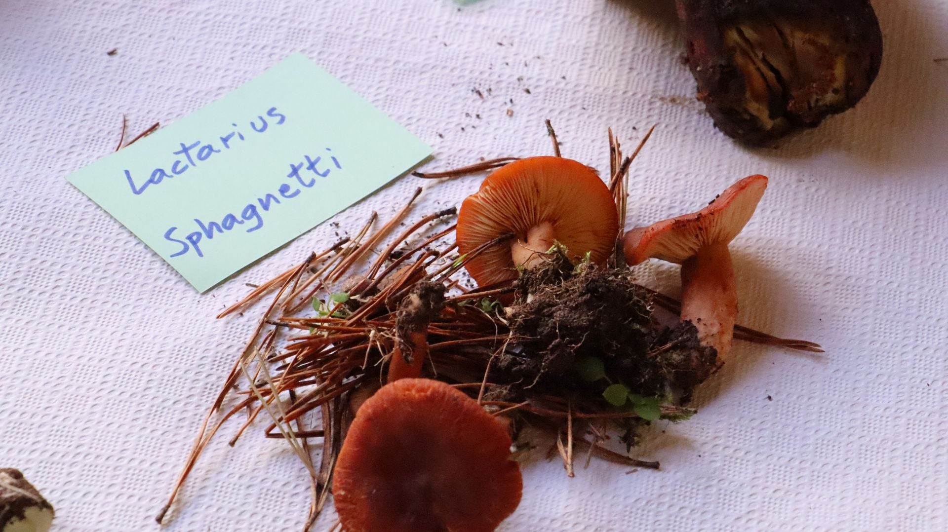 Imágenes de la Exposición Micológica de León