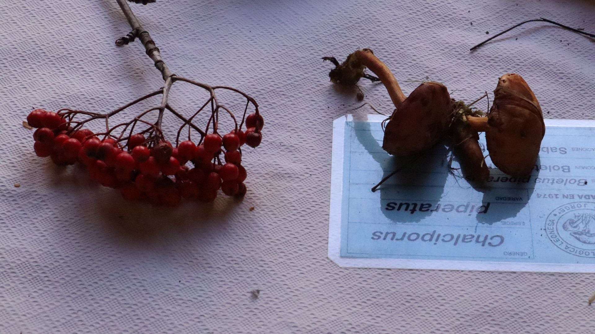 Imágenes de la Exposición Micológica de León