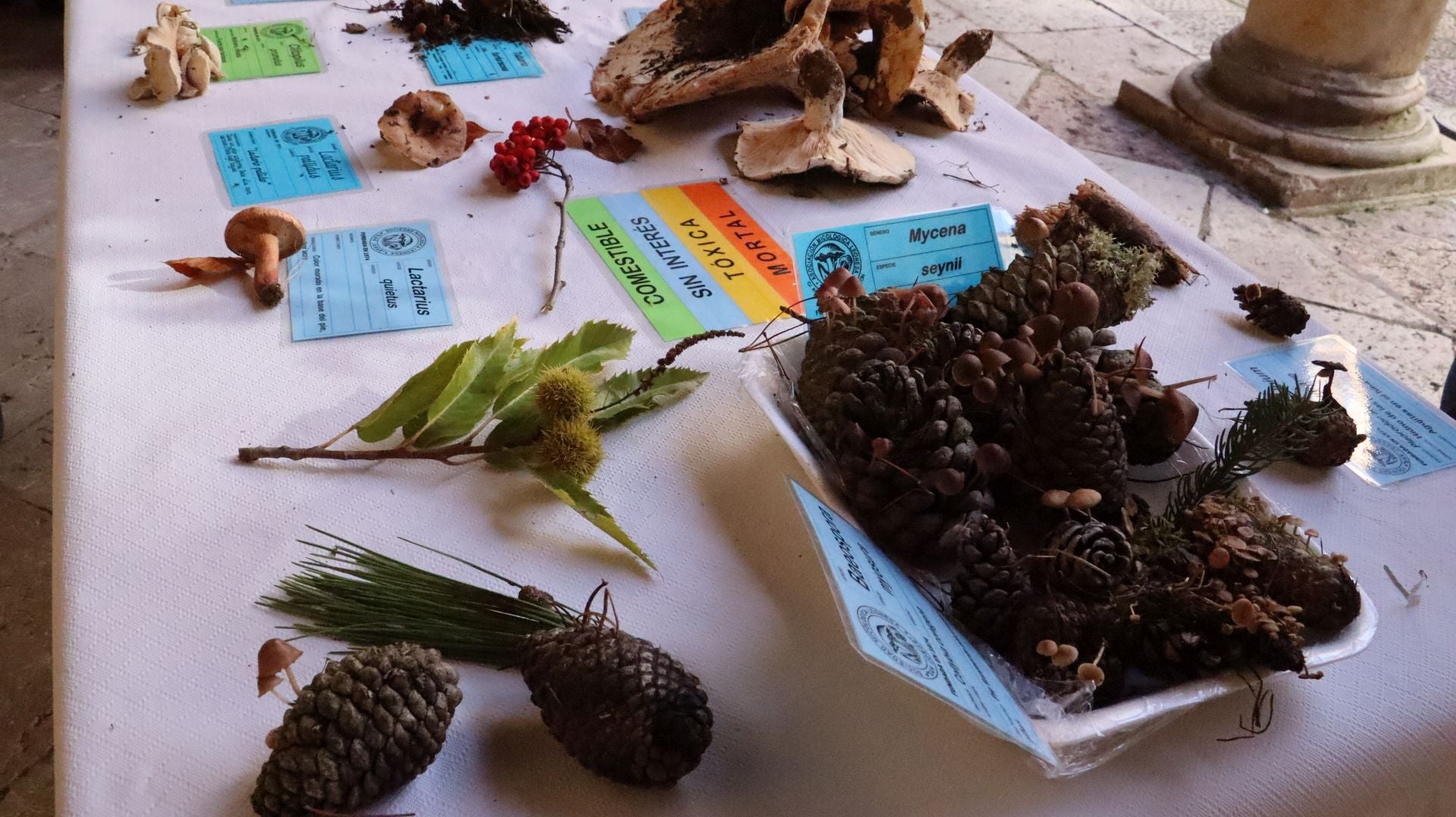 Imágenes de la Exposición Micológica de León