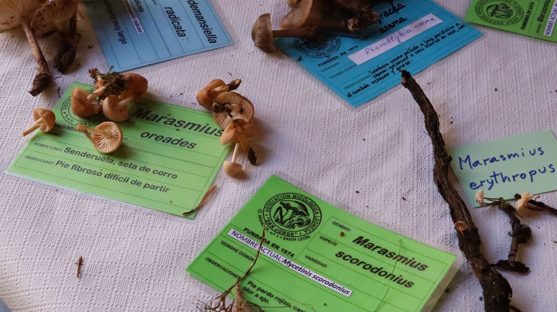 Imágenes de la Exposición Micológica de León