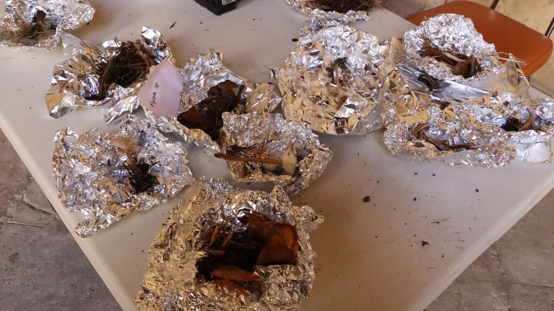 Imágenes de la Exposición Micológica de León